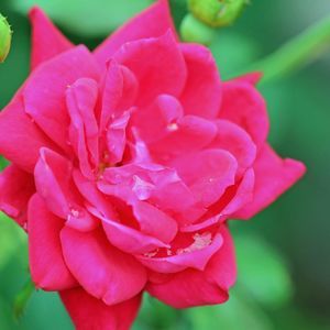 Meet your Posher, Cathy